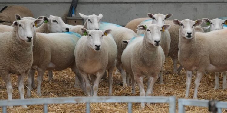 England Grapples with Unprecedented Bluetongue Virus Outbreak: Entire Nation Declared Infected Zone