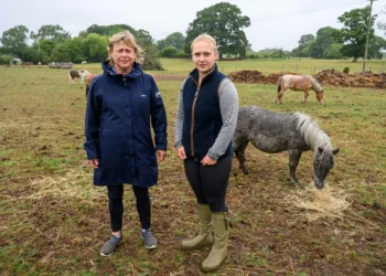 Heartbreak in the New Forest as Shetland Ponies Vanish, Community on Edge