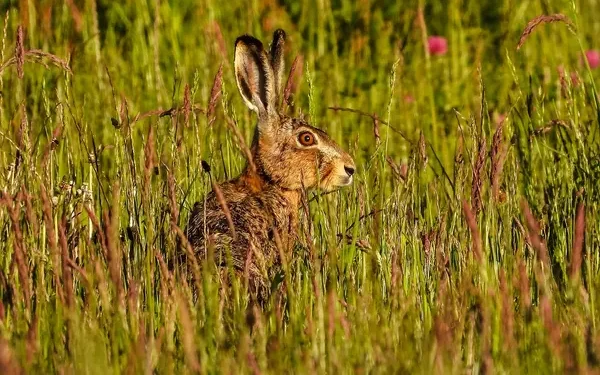 Mystery Wallaby Spotted on Norfolk-Suffolk Border Sparks Police Appeal