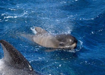 Sharp Rise in Whale and Dolphin Strandings Sparks Concern in Scotland