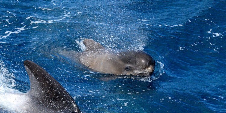 Sharp Rise in Whale and Dolphin Strandings Sparks Concern in Scotland