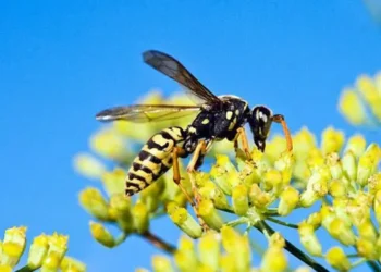 UK Wasp Numbers Soar After Unusually Warm and Dry Spring