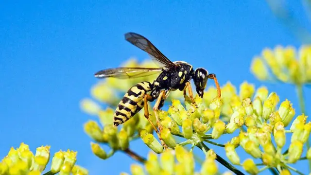 UK Wasp Numbers Soar After Unusually Warm and Dry Spring
