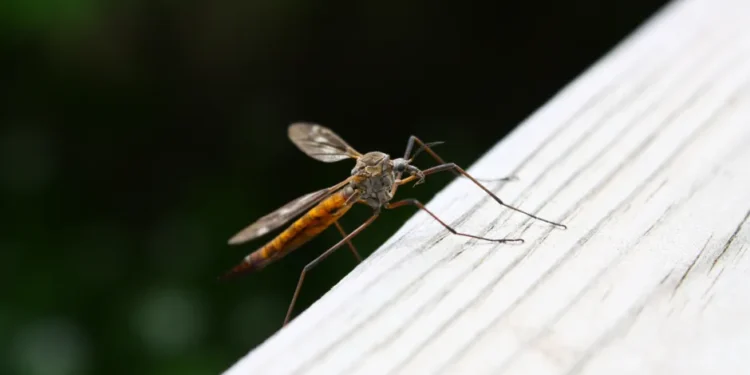 Suitcase Viruses: Chikungunya and Dengue Raise Fears Across Europe’s Tourist Hotspots