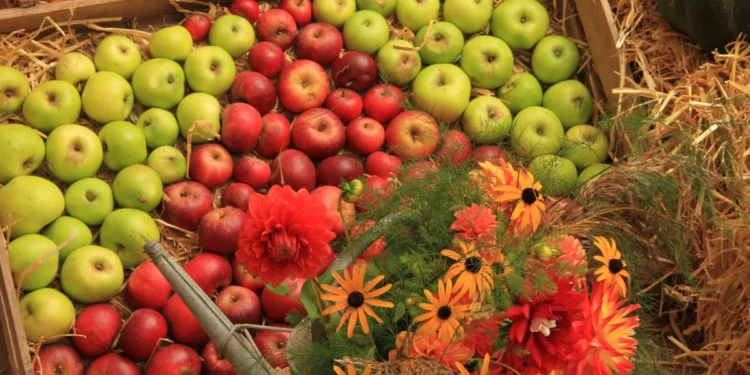 National Trust Celebrates Exceptional Apple and Pumpkin Harvests Across the UK