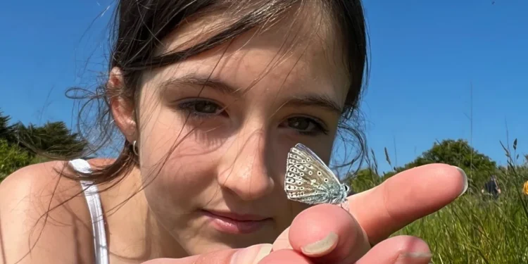 Britain’s Butterfly Numbers Rebound but Remain Average