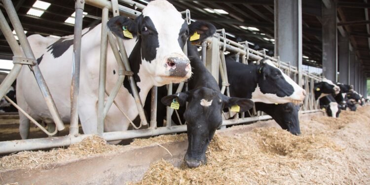 UK Warned It’s on Course to Fail in Efforts to Wipe Out Bovine TB