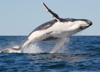 Critically Endangered Spider Rediscovered in UK After 40 Years