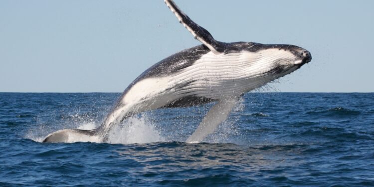 Critically Endangered Spider Rediscovered in UK After 40 Years