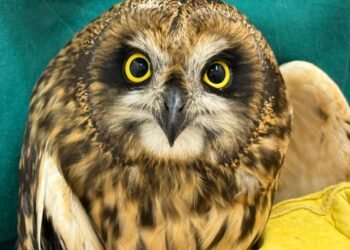 Owl rescued after flying 180 miles to North Sea oil rig