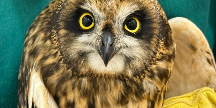Owl rescued after flying 180 miles to North Sea oil rig