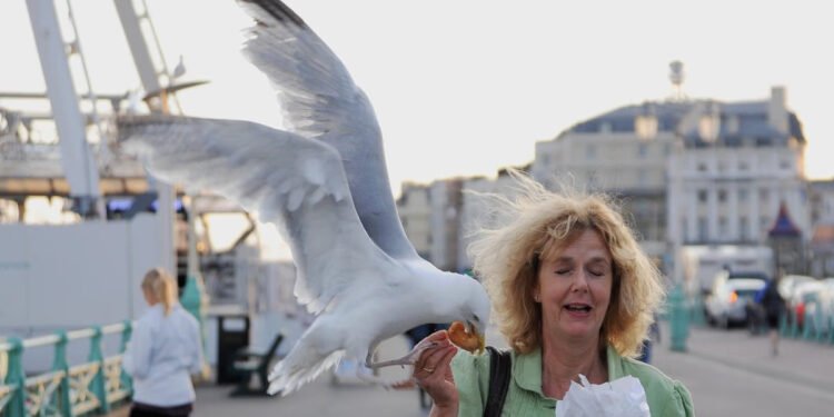 Shouting Works Best to Deter Gulls, UK Study Finds