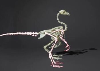 One of world’s last dinosaurs on sale for £3m