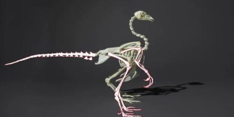 One of world’s last dinosaurs on sale for £3m