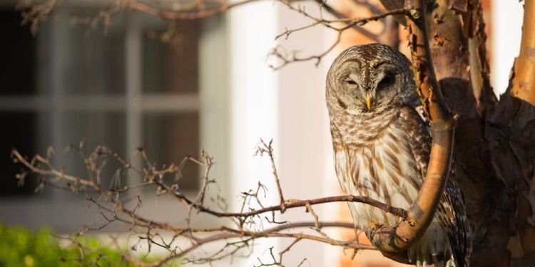 Labour’s ‘blinkered’ drive to build risks pushing wildlife to point of no return, nature experts warn