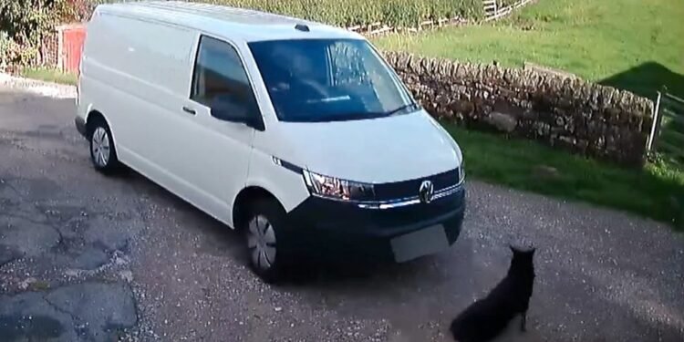 Owner Hits Out at Amazon After Pet Hurt During Delivery