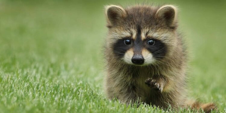 Raccoons Could Become America’s Next Pet