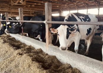 Scottish Farmer Keeps Calves with Mothers for Six Months