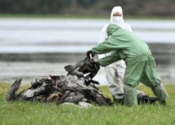Europe, North America face early wave of bird flu