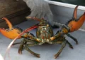Boiling Lobsters Alive Set to Be Banned Under UK Welfare Reform