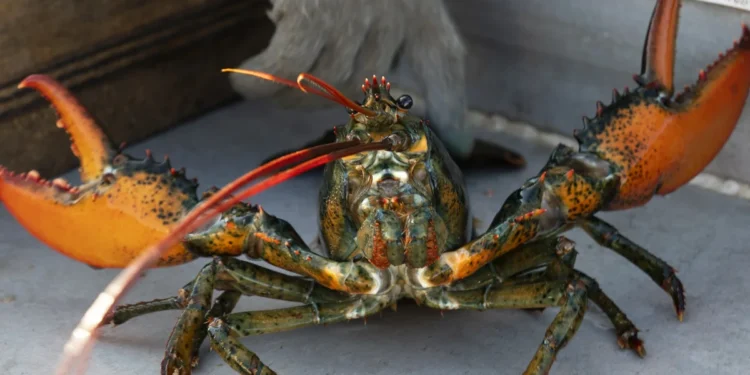 Boiling Lobsters Alive Set to Be Banned Under UK Welfare Reform