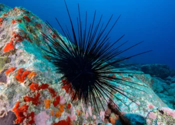 Marine Pandemic Pushes Sea Urchins Toward Extinction Threat