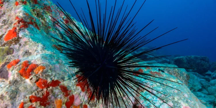 Marine Pandemic Pushes Sea Urchins Toward Extinction Threat
