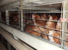 Hen Cages and Pig Farrowing Crates to Be Outlawed in England
