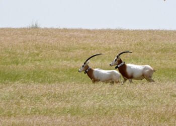 Antelope Returns to Sahara