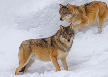 Reindeer Deaths Rise as Finnish Herders Blame Border Wolves