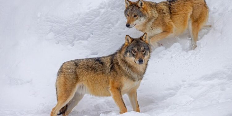 Reindeer Deaths Rise as Finnish Herders Blame Border Wolves