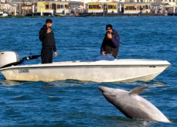 Venice dolphin
