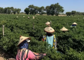 Senegal farms supply UK vegetables