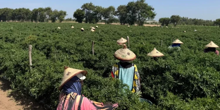 Senegal farms supply UK vegetables