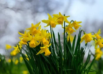 UK temperatures to climb to 14 C