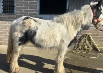 Valentine pony unrecognisable after rescue
