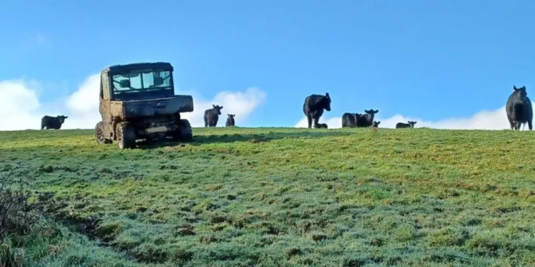 Walker trapped in tree after angry cow