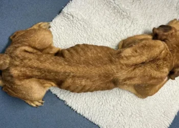 emaciated dog put down