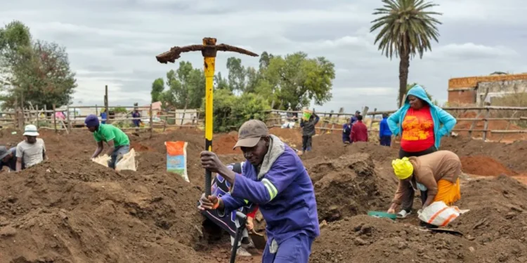 gold find South Africa cattle pen
