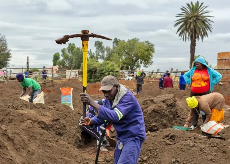 gold find South Africa cattle pen