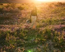 Death Valley wildflowers