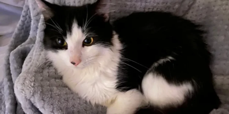 man threw kittens River Thames sentenced