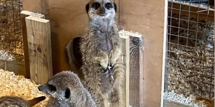 meerkat pub Surrey unique offering