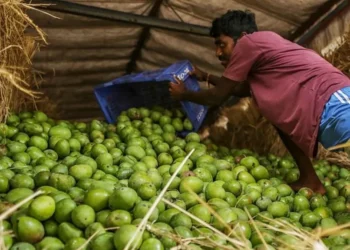 modernise mango farming India