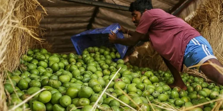 modernise mango farming India