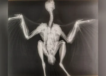 police appeal goshawk brutally shot