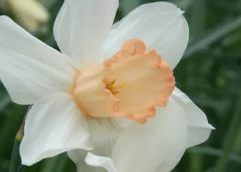 rare flower thieving frenzy