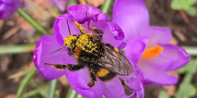 spring‑like warmth 18C forecast UK