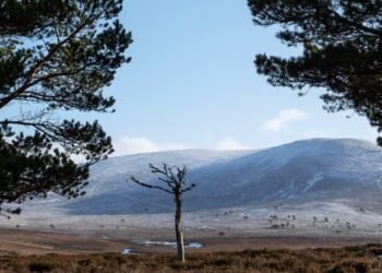 BrewDog sold Highland estate for knockdown price after abandoning reforestation plans