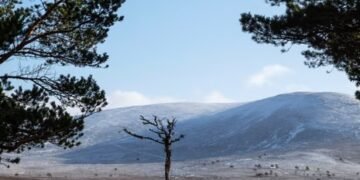 BrewDog sold Highland estate for knockdown price after abandoning reforestation plans